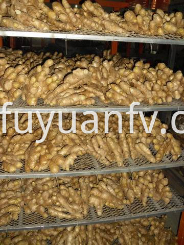 air dried ginger 